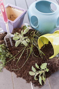 planting an herb garden