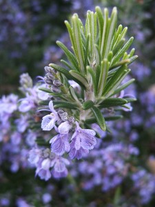 Rosemary Flowering