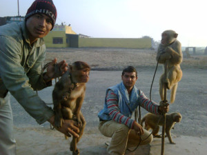 Indian primates
