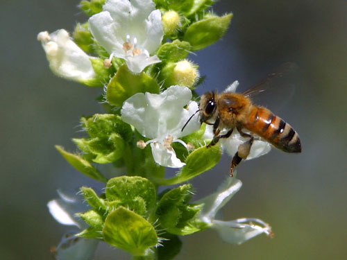 bee pollinating basil