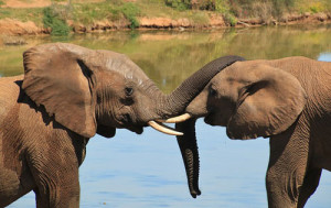 young elephants