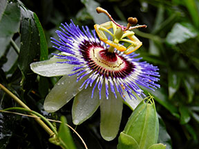 Passionflower by Adhoc Alley