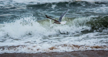 Gull and Waves