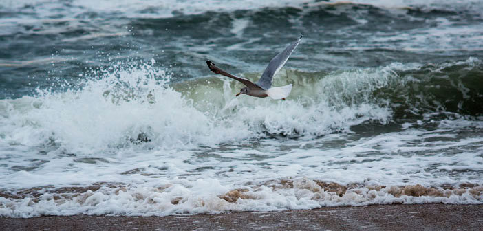 Gull and Waves