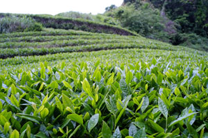 Japanese Tea Plantation