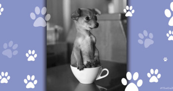 Puppy in Teacup Feature