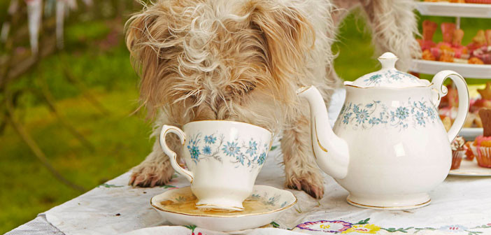 W&B Tea for dogs