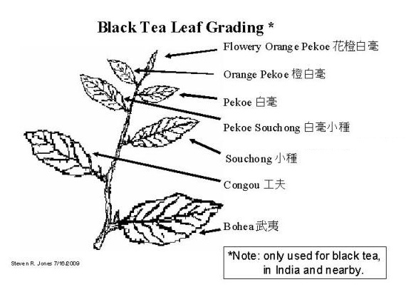Black Tea Grading