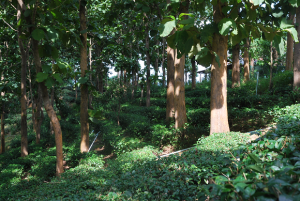 Doi_Tung_forest tea-garden