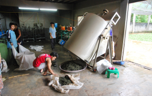 Oolong_manufacturing_1