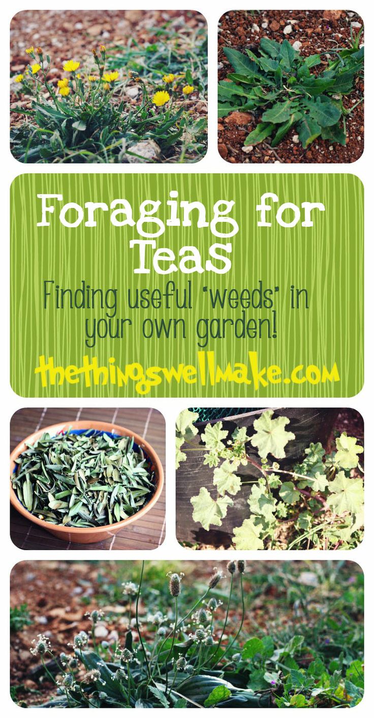 Forage for tea in your own yard 2