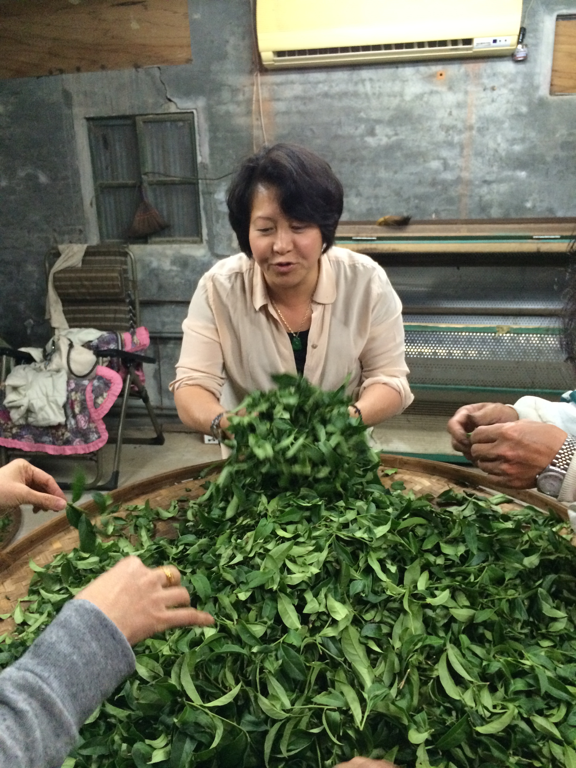 Curating Oolong Tes 3