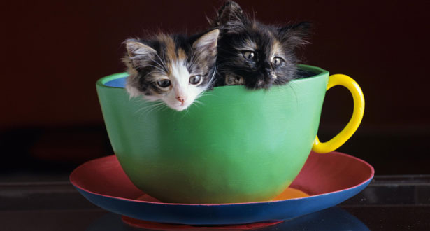 Cats in Teacups