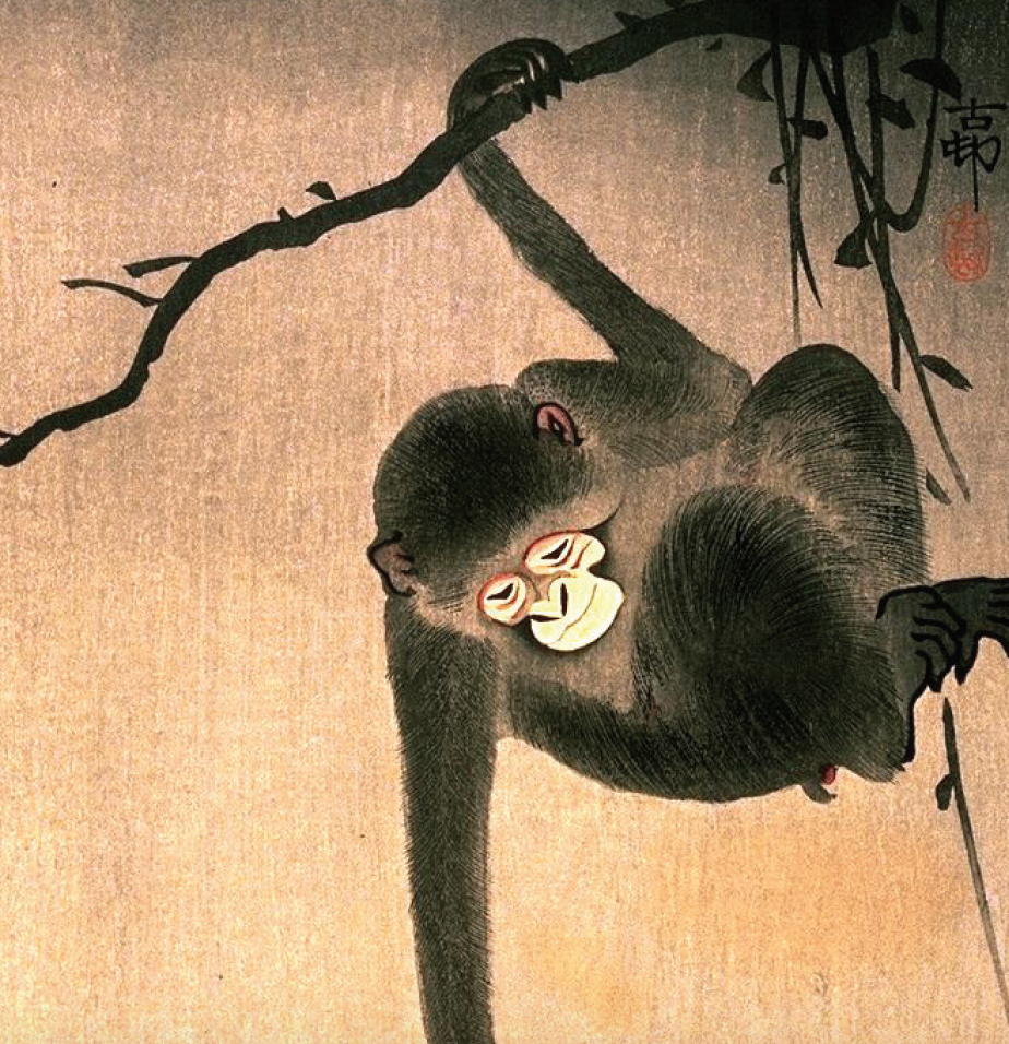 monkey picked tie guan yin